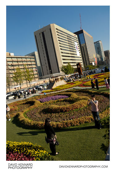 Gwanghwamun Plaza Flower Carpet