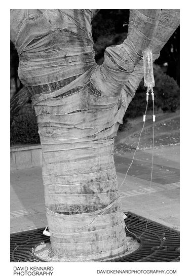 Bandaged Tree on IV drip