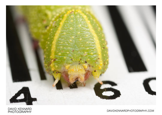 Poplar Hawk-moth (Laothoe populi) caterpillar on Barcode