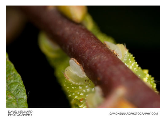 Poplar Hawk-moth (Laothoe populi) caterpillar prolegs