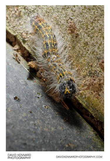 Buff-tip Moth (Phalera bucephala) Caterpillar