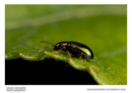 Crepidodera aurata flea beetle