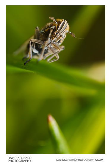 Javesella pellucida planthopper