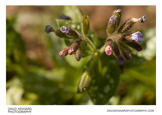 Pulmonaria Opal Lungwort flowers