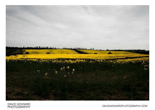 Fields of oilseed rape