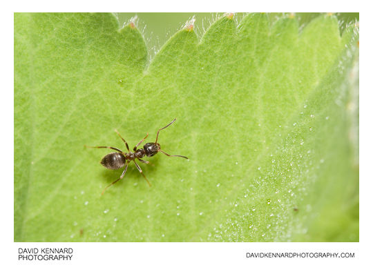 Black garden ant on Lady's Mantle