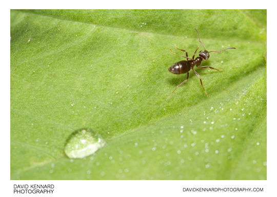 Black garden ant on Lady's Mantle