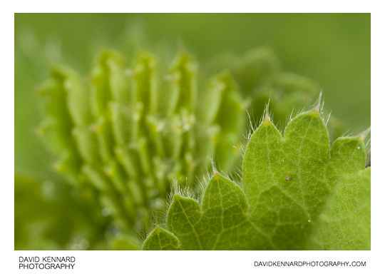 Lady's Mantle (Alchemilla mollis)