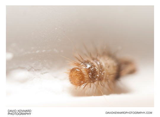Varied Carpet Beetle (Anthrenus verbasci) larva