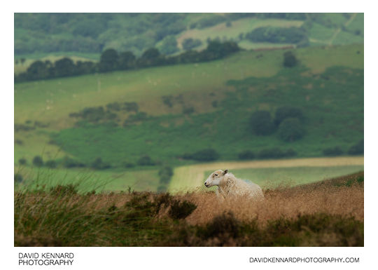 Sheep on the Long Mynd
