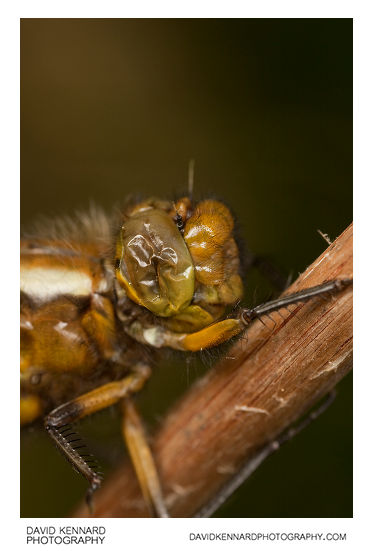 Broad-bodied Chaser (Libellula depressa)