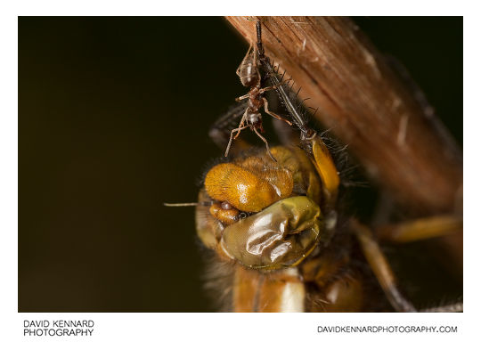 Broad-bodied Chaser dragonfly being attacked by ant