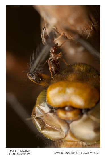 Broad-bodied Chaser dragonfly being attacked by ant
