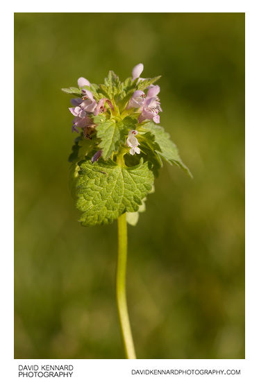 Cut-leaved Deadnettle (Lamium hybridum)