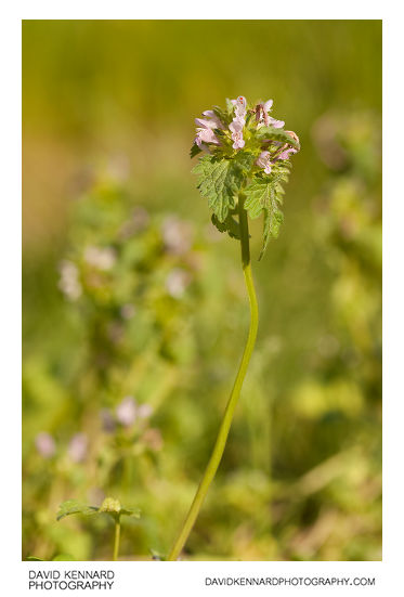 Cut-leaved Deadnettle (Lamium hybridum)