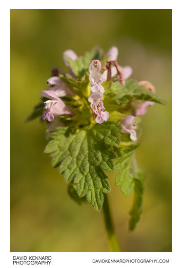 Cut-leaved Deadnettle (Lamium hybridum)