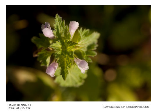 Cut-leaved Deadnettle (Lamium hybridum)