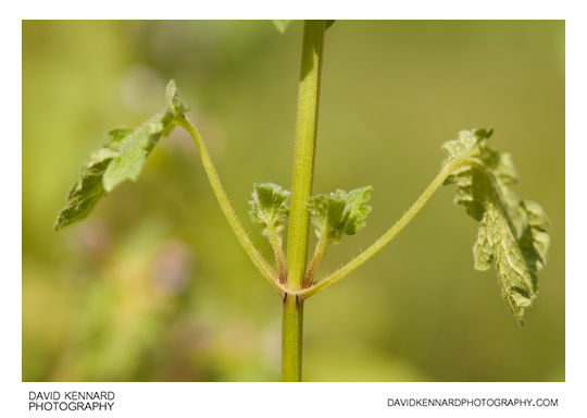 Cut-leaved Deadnettle (Lamium hybridum) stem and leaves