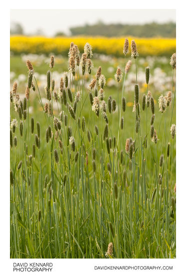 Meadow Foxtail - Alopecurus pratensis