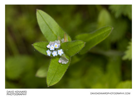 Field Forget-me-not (Myosotis arvensis)