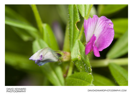 Common Vetch (Vicia sativa)