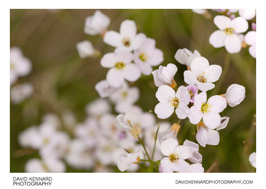 Lady's Smock (Cardamine pratensis) flowers