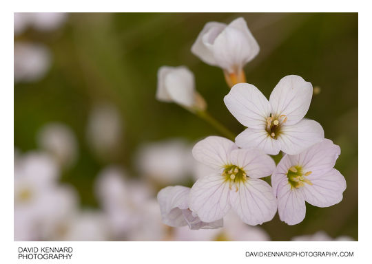 Lady's Smock (Cardamine pratensis) flowers