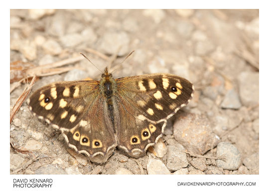 Speckled Wood Butterfly (Pararge aegeria tircis)