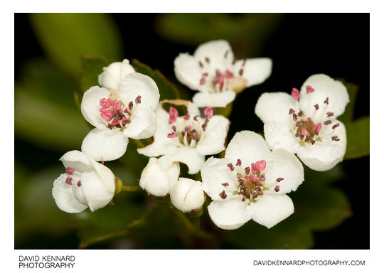 Common Hawthorn (Crataegus monogyna)