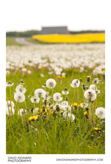 Field of seeding dandelions