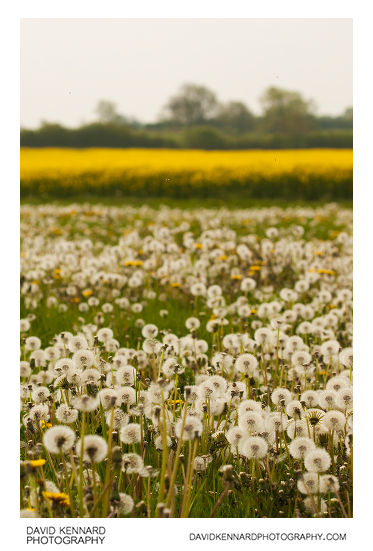 Field of seeding dandelions