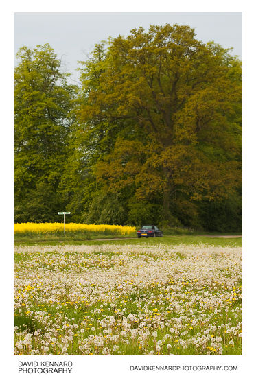 Dandelions, Rape, and Trees