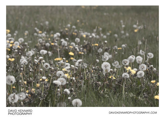 Seeding dandelions