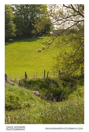 Sheep on hill above the Welland