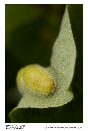 Gall on Salix Caprea leaf