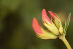 Bird's foot trefoil (Lotus corniculatus) flower buds