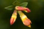 Bird's-foot Trefoil (Lotus corniculatus) flowers
