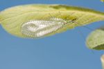 Chrysopa perla Green lacewing
