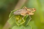 Common yellow dung fly (Scathophaga stercoraria)