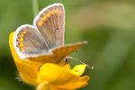 Common Blue butterfly - Polyommatus icarus (Female)