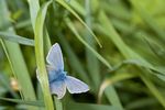 Common Blue butterfly - Polyommatus icarus (Male)