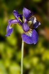 Iris sibirica 'Tropic night' flower