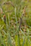 Glaucous sedge (Carex flacca)