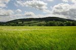 Green Barley and Hill