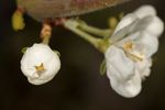 Victoria Plum (Prunus Domestica Victoria) Blossom