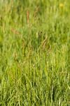 Common Sorrel (Rumex acetosa)