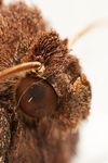 Bright-line Brown-eye (Lacanobia oleracea) Moth
