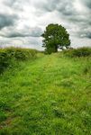 Hedged path to Braunston