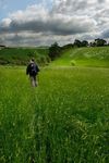Walking through field of grass