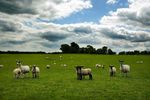 Sheep in green field
